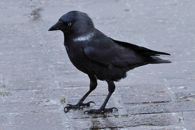 3 januari 2025, Noordse Kauw, Lauwersoog_04