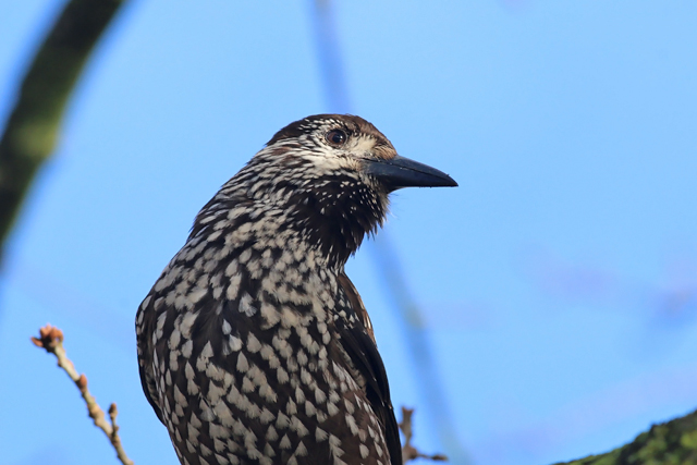 9 december 2018, Notenkaker, Wageningen_02