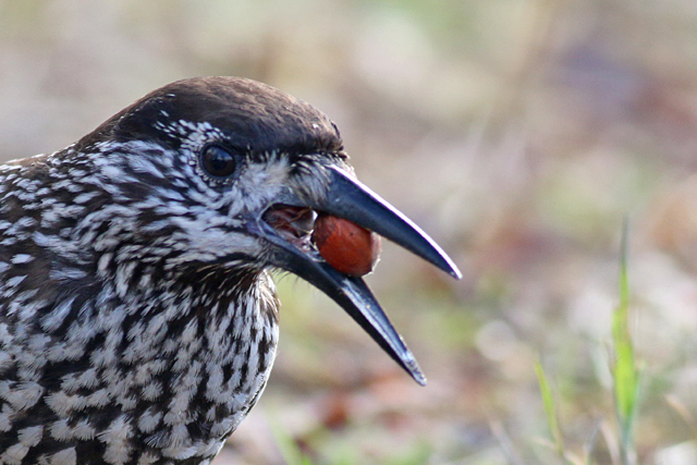 9 december 2018, Notenkaker, Wageningen_03