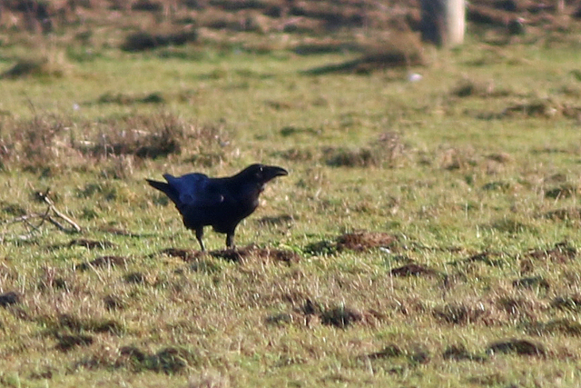 8 januari 2023, Raaf, Lauwersmeer