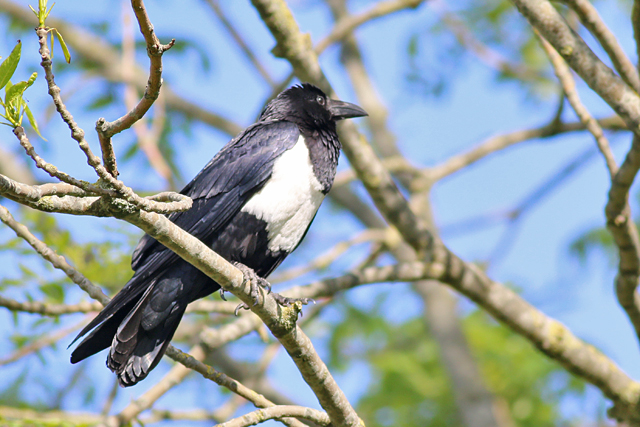 29 mei 2019, Schildraaf, Leens_02