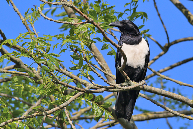 29 mei 2019, Schildraaf, Leens_03