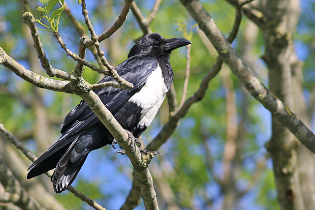 29 mei 2019, Schildraaf, Leens_04