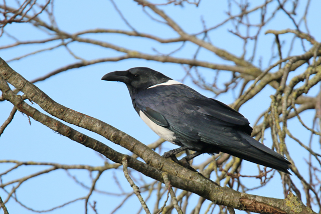 1 februari 2020, Schildraaf, Leeuwarden_01