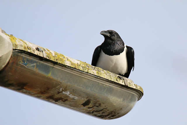 1 februari 2020, Schildraaf, Leeuwarden_02