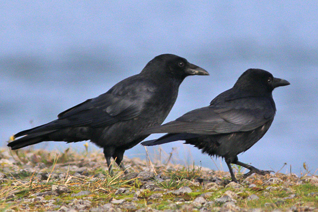 26 oktober 2023, Zwarte Kraai, Lauwersoog Haven