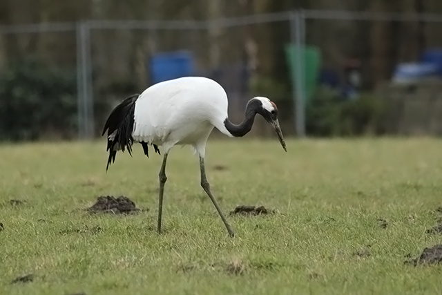1 maart 2013, Chinese Kraanvogel, Witten
