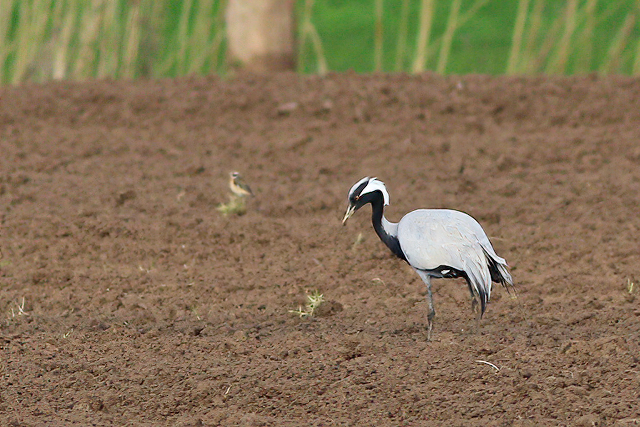 5 mei 2021, Jufferkraanvogel, Voorst-Voorsterklei_04