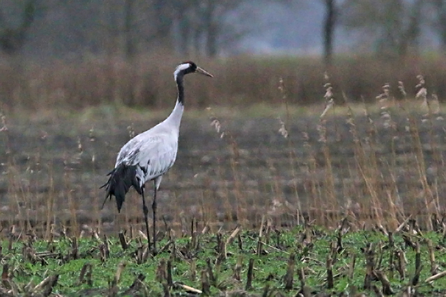 7 februari 2016, Kraanvogel, Fochteloerveen