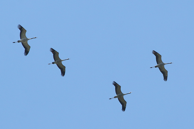 25 mei 2017, Kraanvogels, FL22