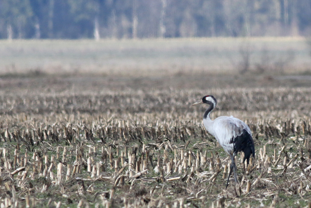 27 juni 2018, Kraanvogel, Fochteloerveen