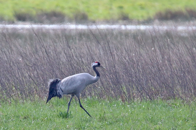 24 maart 2019, Kraanvogel, Smilde