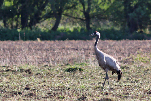 13 mei 2020, Kraanvogel, Bovensmilde