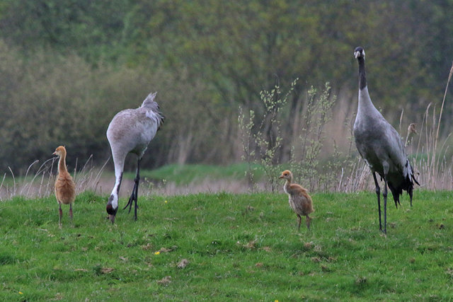 5 mei 2023, Kraanvogels, Fochteloerveen