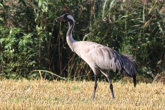 1 september 2024, Kraanvogel, Fochteloerveen_02