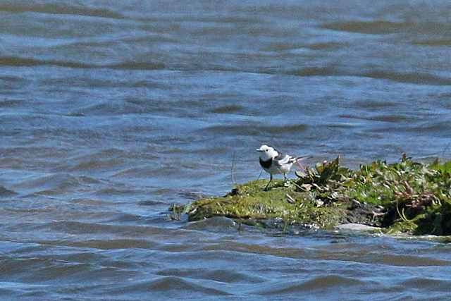 28 mei 2020, Amoerkwikstaart, Rockanje_01