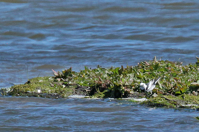 28 mei 2020, Amoerkwikstaart, Rockanje_05