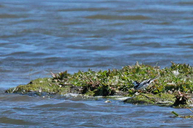 28 mei 2020, Amoerkwikstaart, Rockanje_06