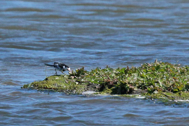 28 mei 2020, Amoerkwikstaart, Rockanje_07