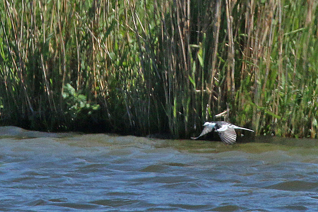 28 mei 2020, Amoerkwikstaart, Rockanje_08