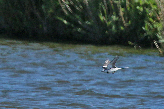 28 mei 2020, Amoerkwikstaart, Rockanje_09