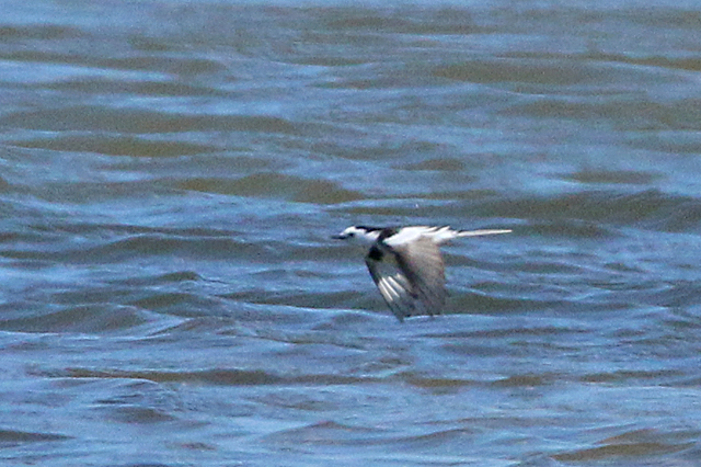 28 mei 2020, Amoerkwikstaart, Rockanje_10