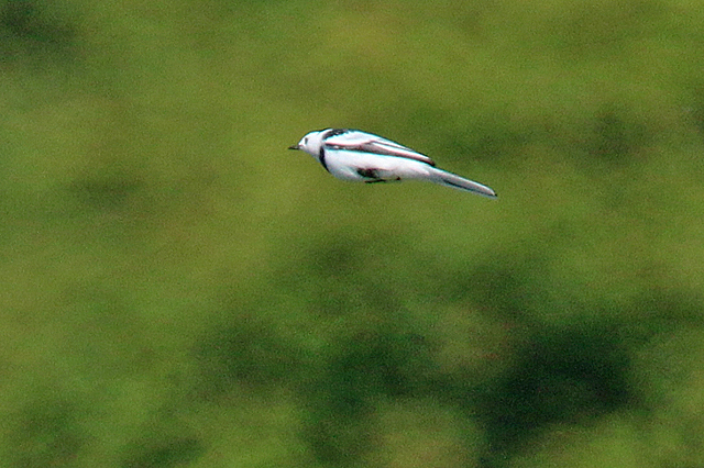 28 mei 2020, Amoerkwikstaart, Rockanje_11