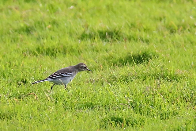 21 augustus 2016, Citroenkwikstaart, Lauwersmeer_02