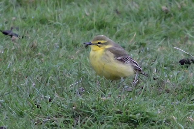 4 mei 2012, Engelseele kwikstaart, Terschelling _vrouw