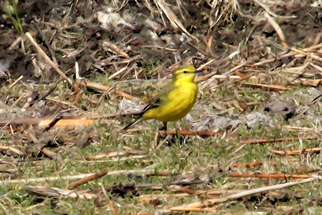 28 april 2013, Engelse kwikstaart, Workummerwaard