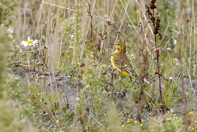 31 augustus 2014, Engelse kwikstaart, Eemshaven