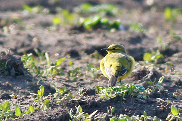 18 mei 2019, Engelse, Kwikstaart_Diependal