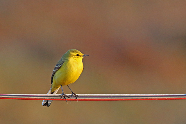 30 april 2020, Engelse Kwikstaart, Texel