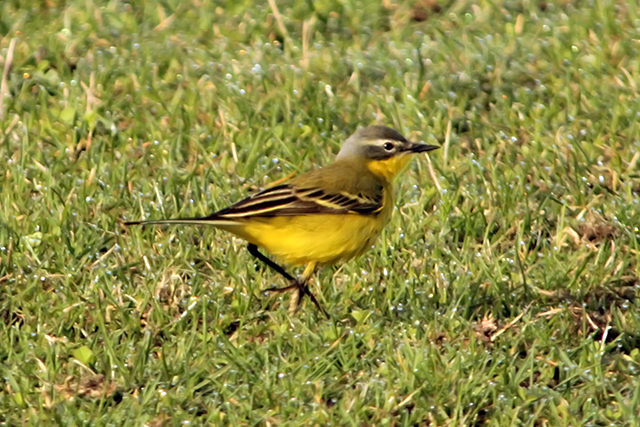 17 april 2013, Gele Kwikstaart, Fochteloerveen