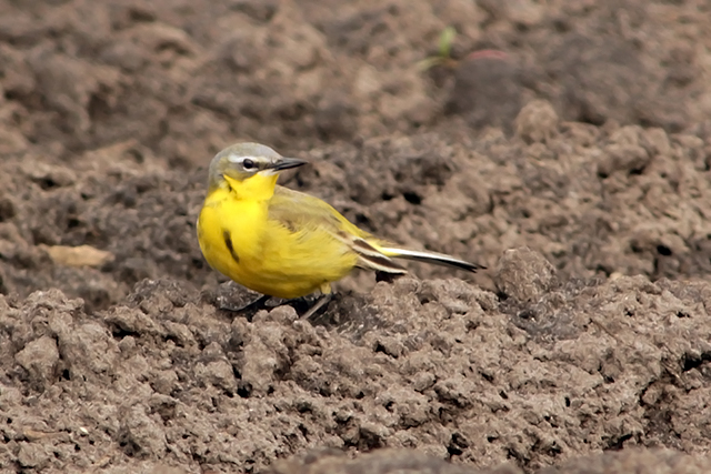 15 mei 2013, Gele kwikstaart, Smilde