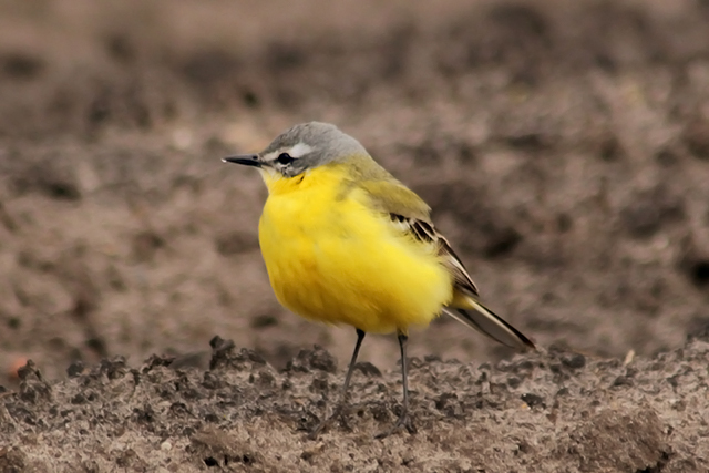 15 mei 2013, Gele kwikstaart, Smilde_2