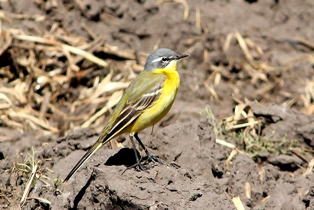 19 april 2014, Gele Kwikstaart, Fochteloerveen