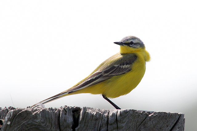 5 mei 2014, Gele kwikstaart, Calantsoog