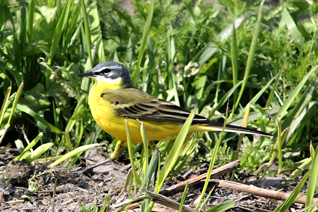 5 mei 2014, Gele kwikstaart, Calantsoog_2