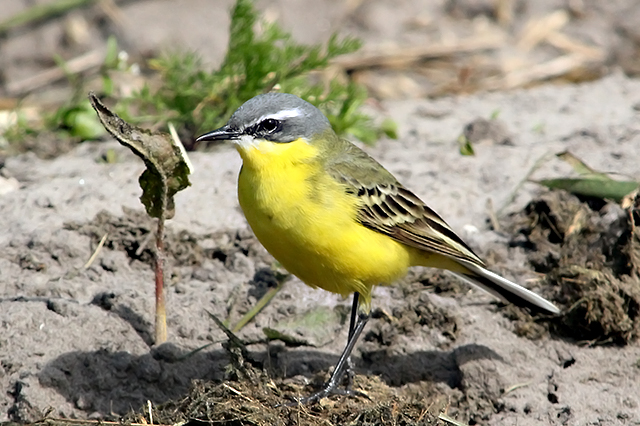 5 mei 2014, Gele kwikstaart, Calantsoog_3