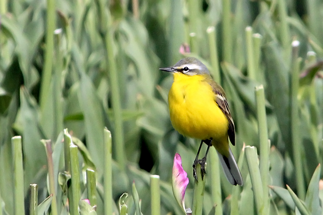 5 mei 2014, Gele kwikstaart, Calantsoog_4
