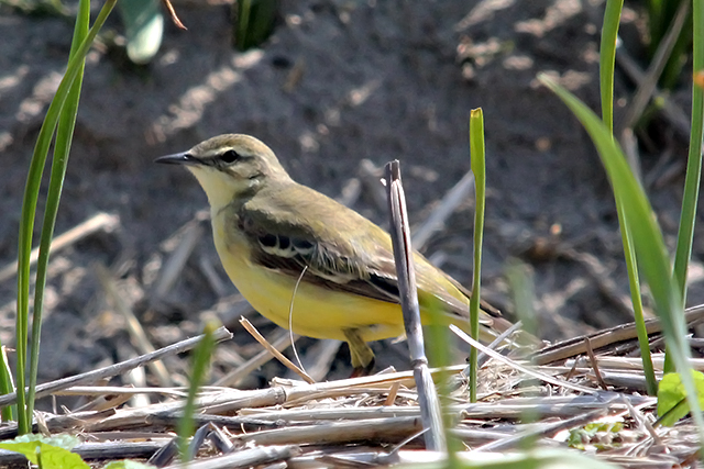 5 mei 2014, Gele kwikstaart, Calantsoog_vrouw