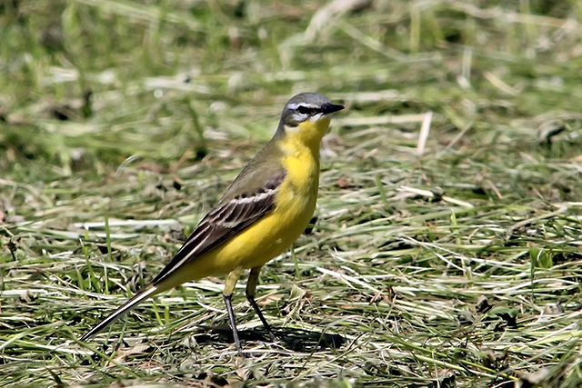 18 mei 2014, Gele kwikstaart, Paezemerlaenen