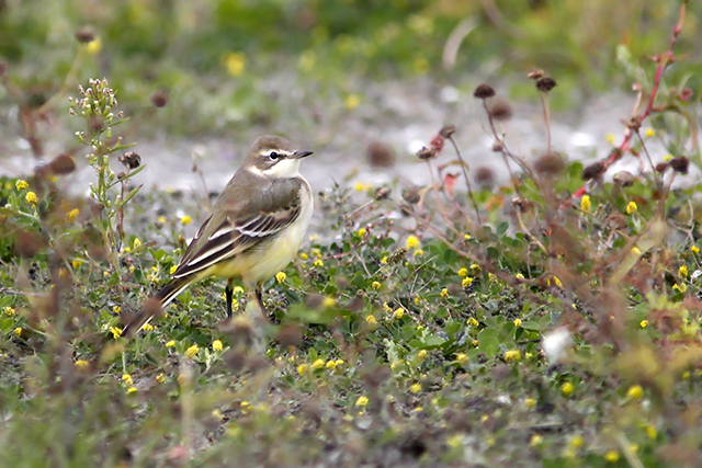 31 augustus 2014, Gele kwikstaart, Eemshaven