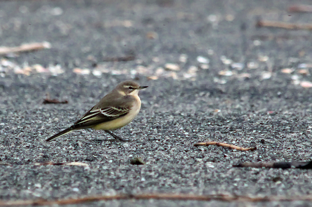 31 oktober 2014, Gele kwikstaart, Eemshaven