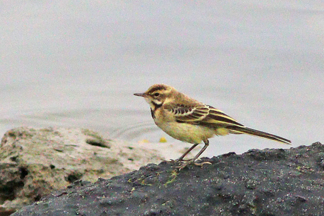 19 augustus 2023, Gele Kwikstaart, 01_Lauwersmeer