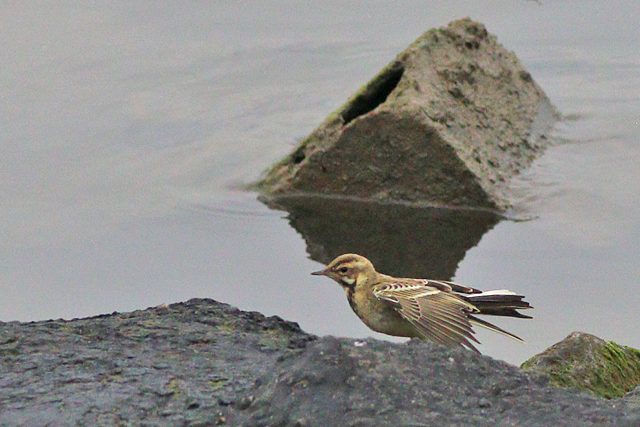 19 augustus 2023, Gele Kwikstaart, 02_Lauwersmeer