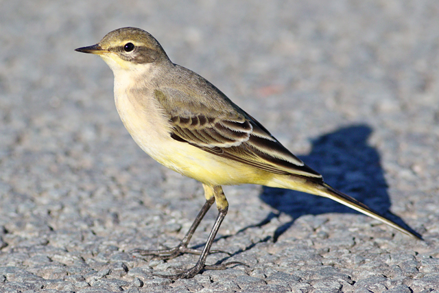 8 september 2023, Gele Kwikstaart, Eemshaven