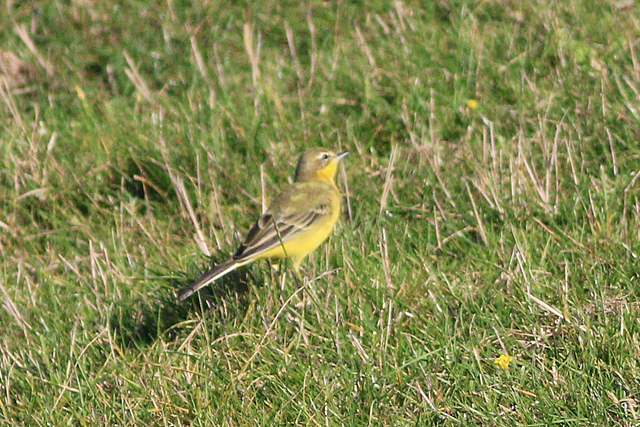 8 september 2023, gele kwikstaart, Eemshaven