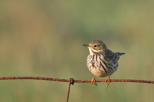 25 april 2007, Graspieper, Eemshaven